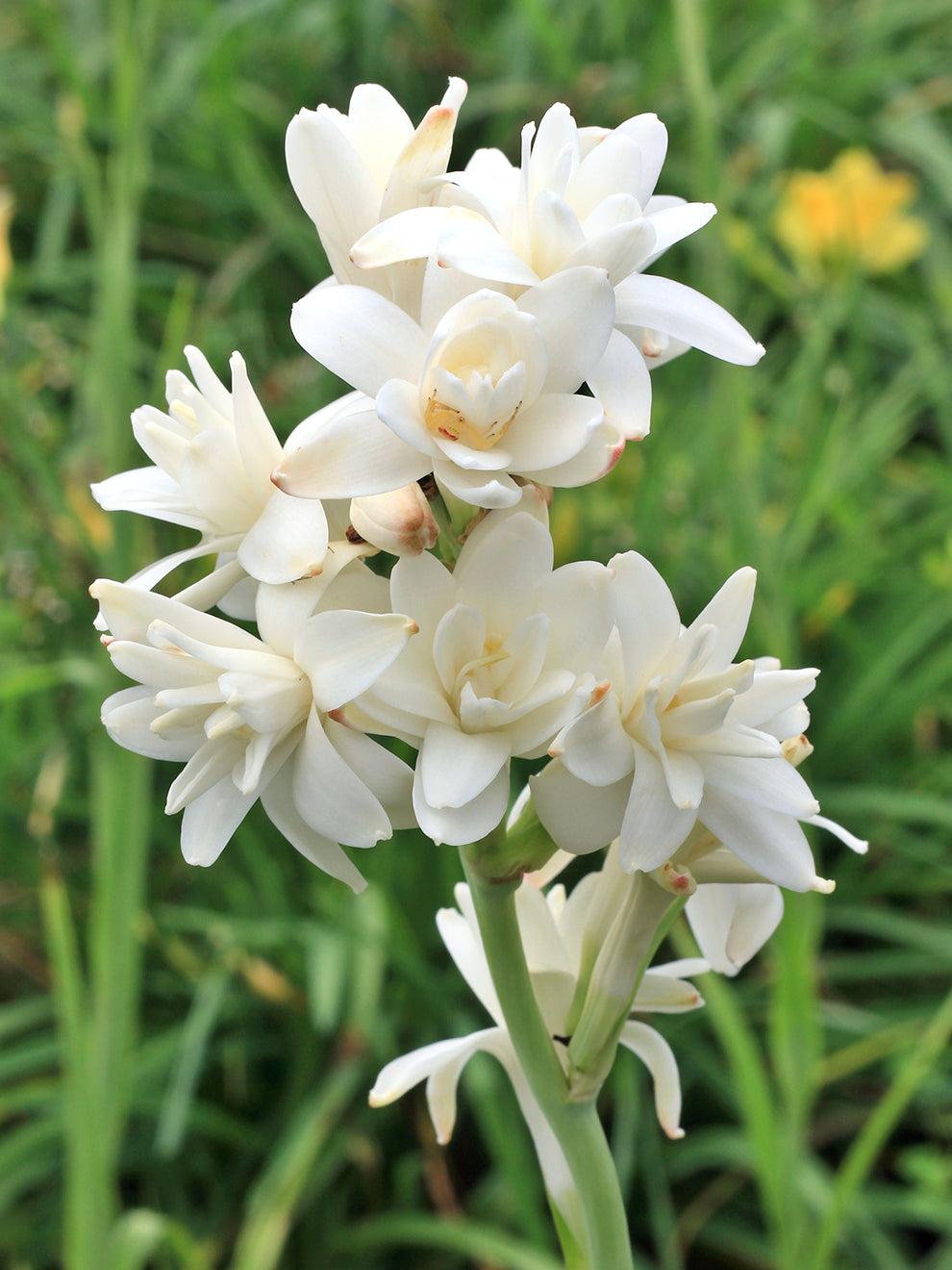 Tuberose 'The Pearl' DutchGrown™ Polianthes - Main Image