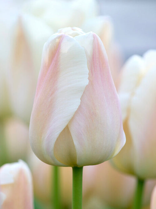 Tulip Apricot Pride