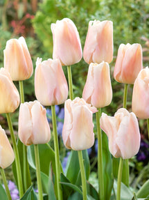 Tulip Apricot Pride