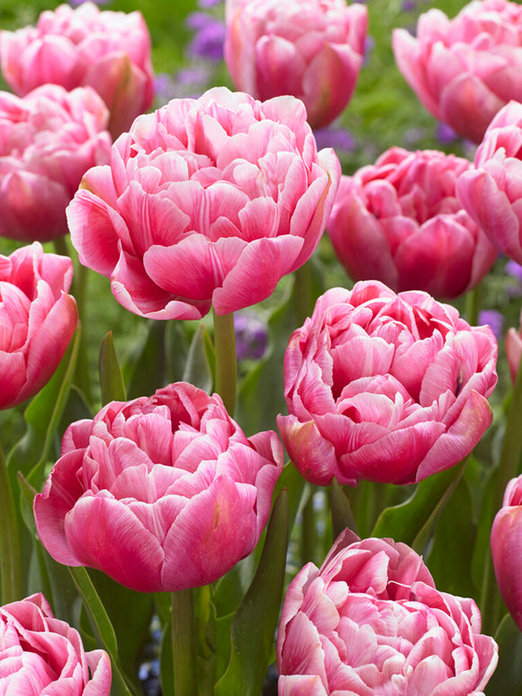Pink Tulip Aveyron
