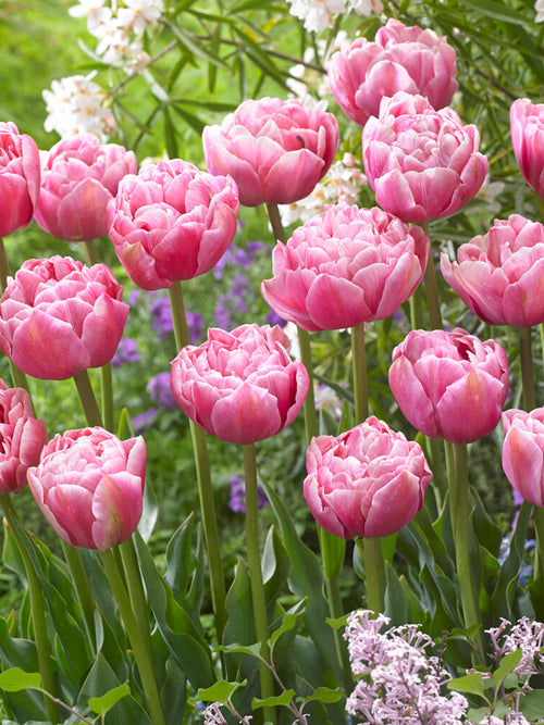 Tulip Aveyron flower bulbs