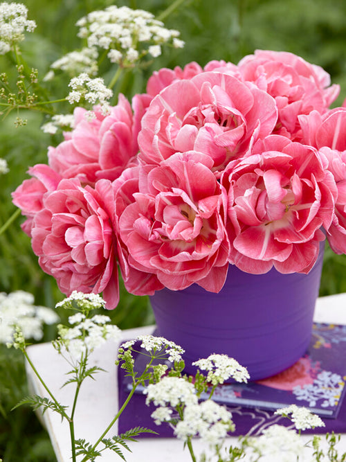 DutchGrown Tulip Aveyron in vase