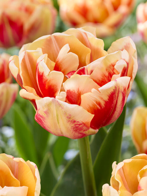 Tulip Bed of Roses
