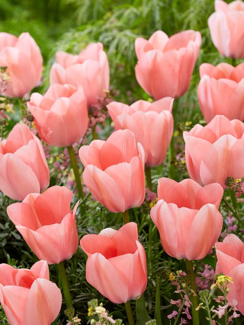 Tulip Bella Blush