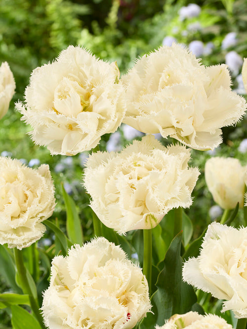 Tulip Boot Camp