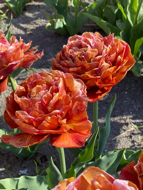 Tulip Caramel
