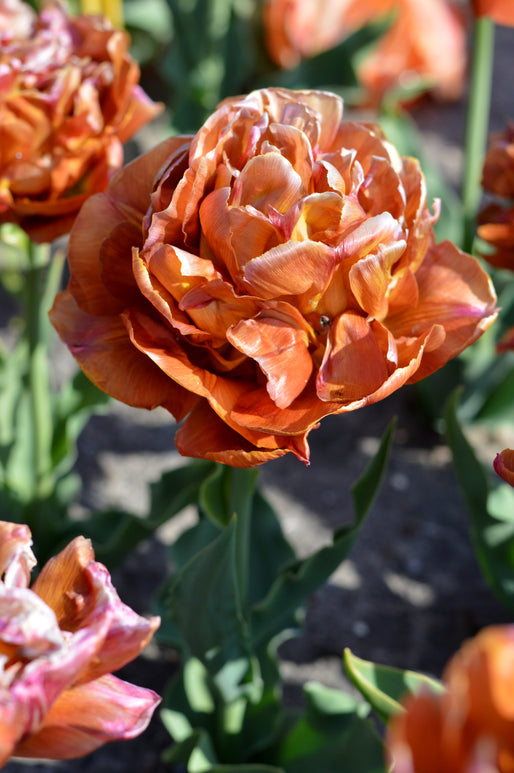 Tulip Caramel