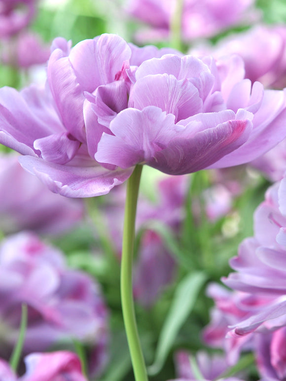 Tulip Dancing Passion