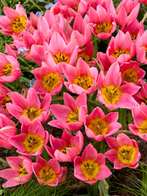 Tulip Daniella