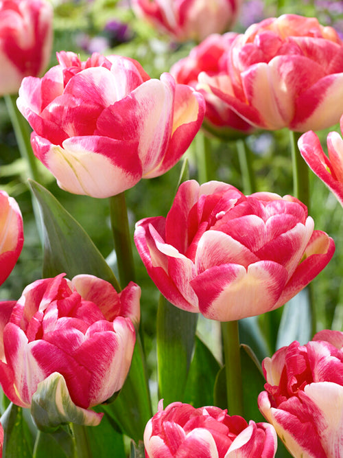 Tulip Double Blizz