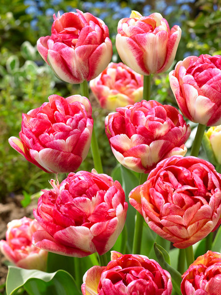 Tulip Double Blizz | Order Online Direct from The Farm | DutchGrown™