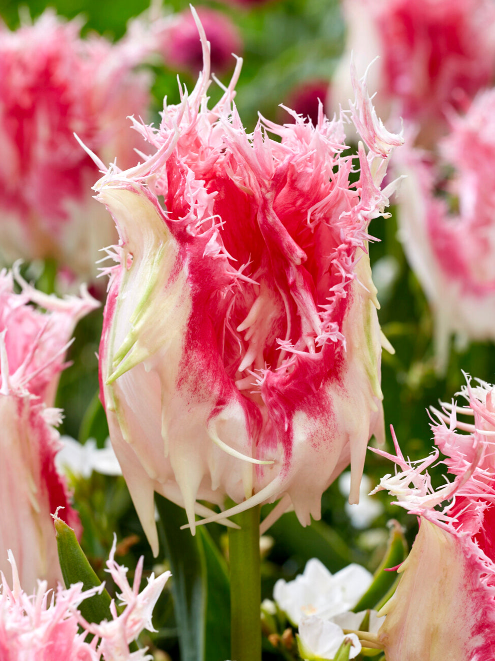 Real Tuli Tulip Drakensteyn | DutchGrown™ | Unique Tulip Bulbs For Sale