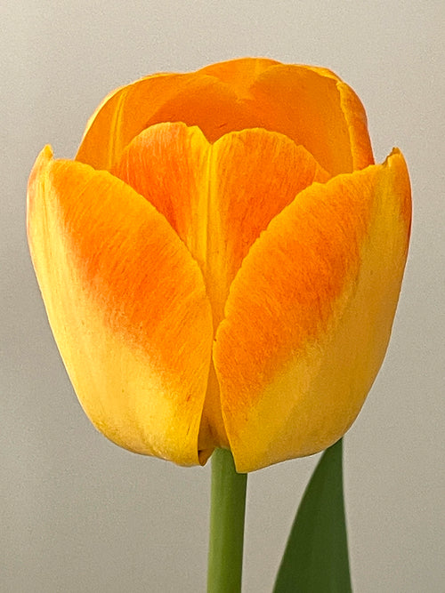 Tulip Goldfinch Chongming Love