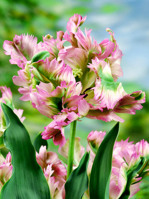Parrot Tulip Green Wave