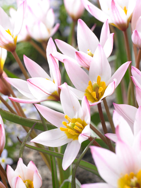 Tulip (cretica) Hilde | Order Online with DutchGrown™