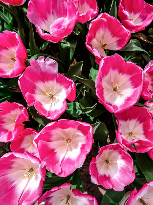 Tulip Innuendo, huge tulip flower bulbs pink and white