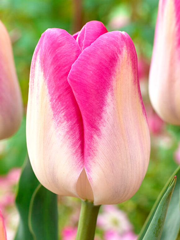 Tulip Innuendo, huge tulip flower bulbs pink and white