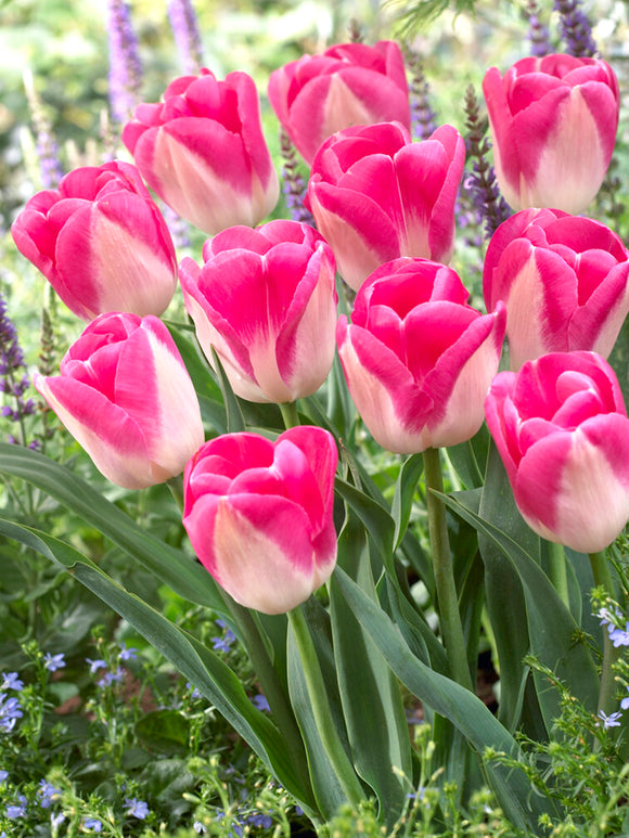 Tulip Innuendo, huge tulip flower bulbs pink and white