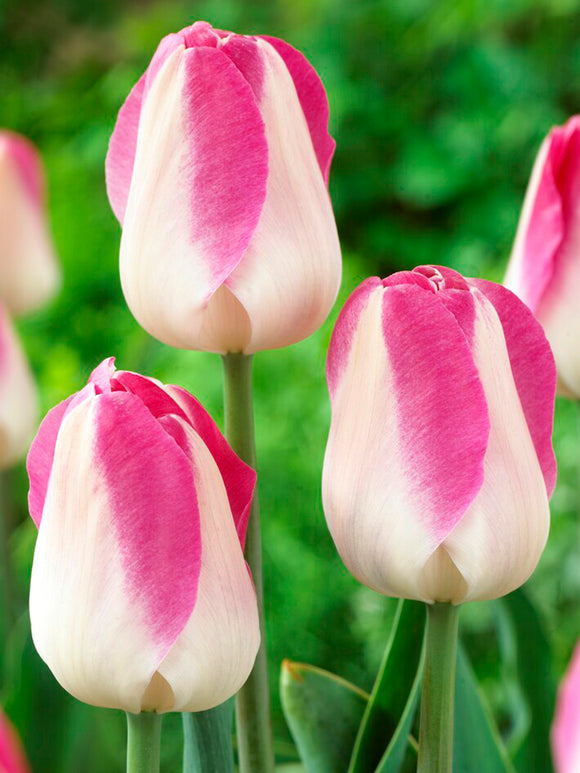 Triumph Tulip Pink and White Innuendo