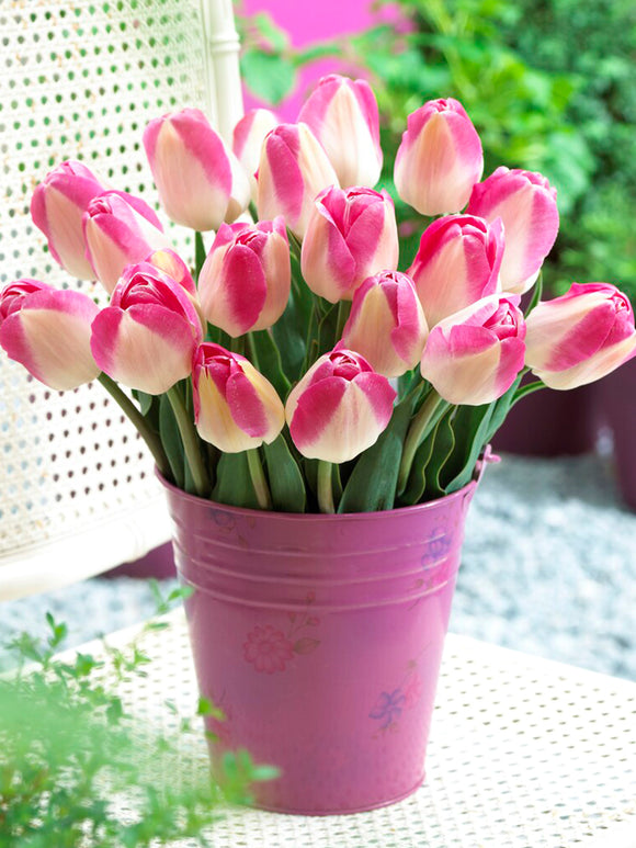 Triumph Tulip Pink and White Innuendo