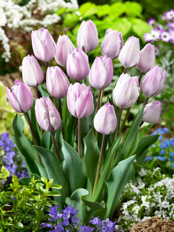 Tulip Jacuzzi - Purple Silver Flowers Bulbs