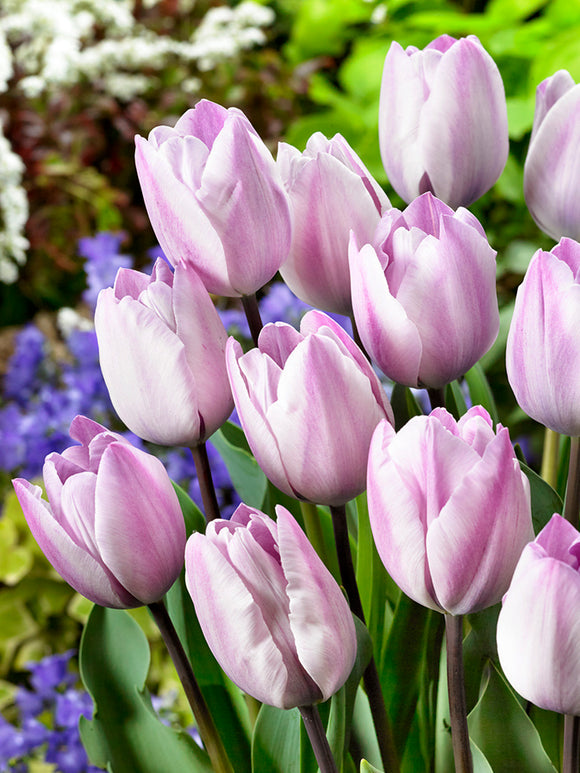 Tulip Jacuzzi - Purple Silver Flowers Bulbs