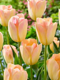 Tulip Jade Maiden