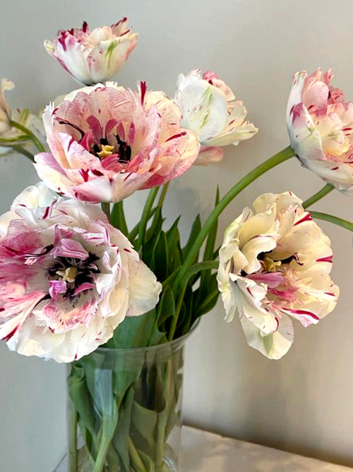 Tulip Jonquieres - French Tulip - Double Peony Pink - Great Cut Flower
