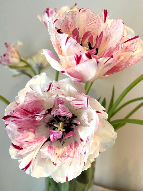 Tulip Jonquieres - French Tulip - Double Peony Pink - Great Cut Flower