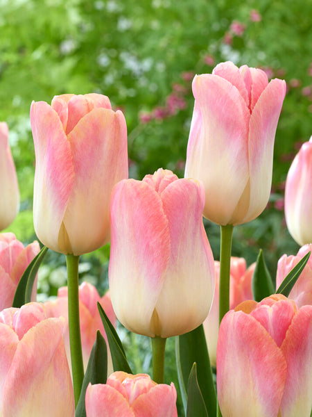 Tulip_Jumbo_Jet-10_grande.jpg?