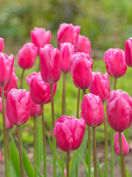 Tulip Jumbo Pink | Order Top Quality Flower Bulbs Online at DutchGrown