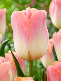 Tulip Jumbo Jet