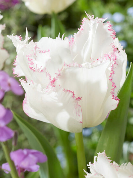 Tulip_Lady_Smile-1_grande.jpg?