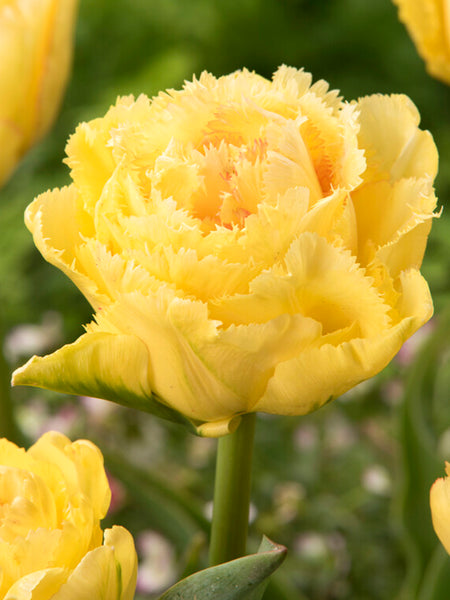 Tulip Lemon Shoot | Flower Bulbs | DutchGrown®