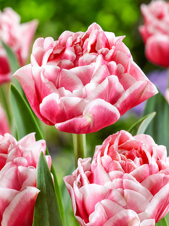 Double Pink and White Tulip Let's Dance