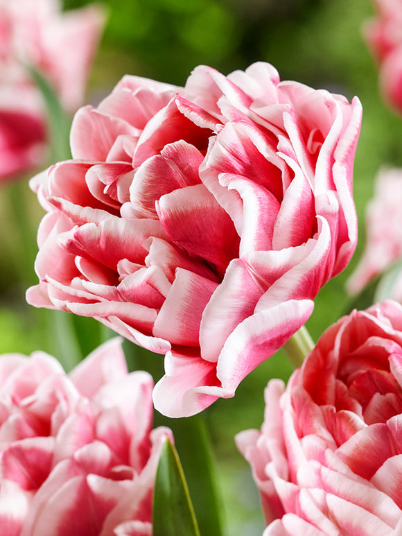 Double Pink and White Tulip Let's Dance