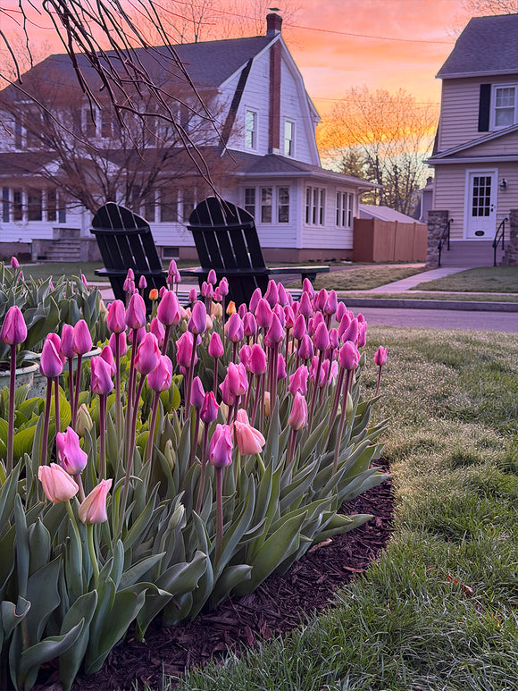 Tulip Light and Dreamy