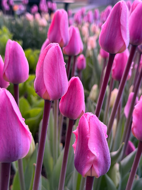 Tulip Light and Dreamy