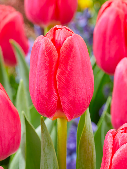 Tulip Lipstick