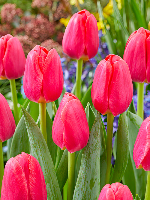 Tulip Lipstick