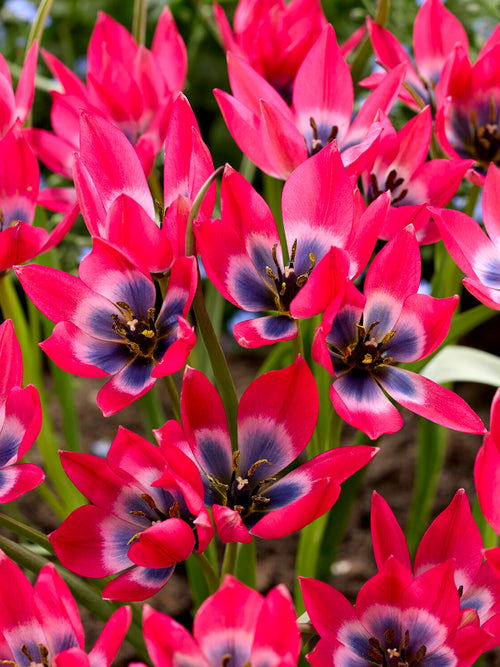 Tulip Little Beauty
