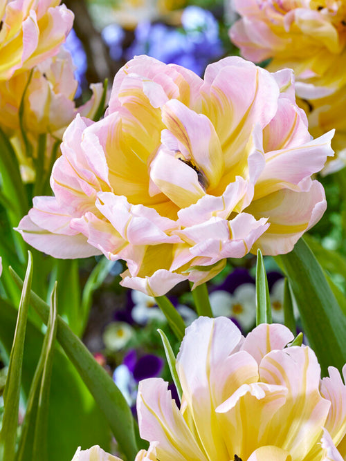 Tulip Lotus Love