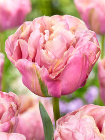 Tulip Lotus Silk