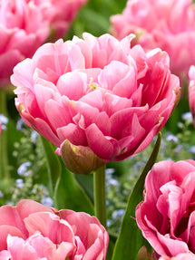 Tulip Lotus Silk