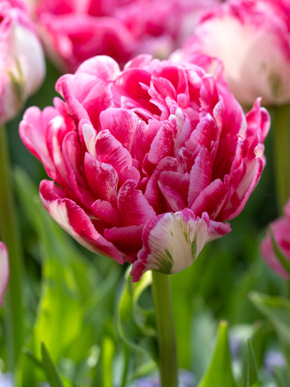 Tulip Marshmallow