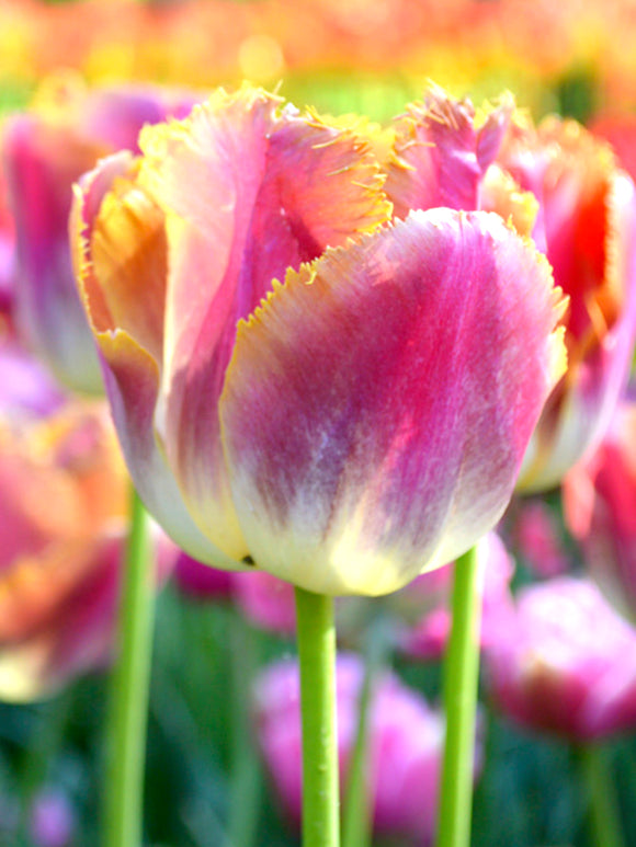 Wholesale Tulip Bulbs - Miami Sunset