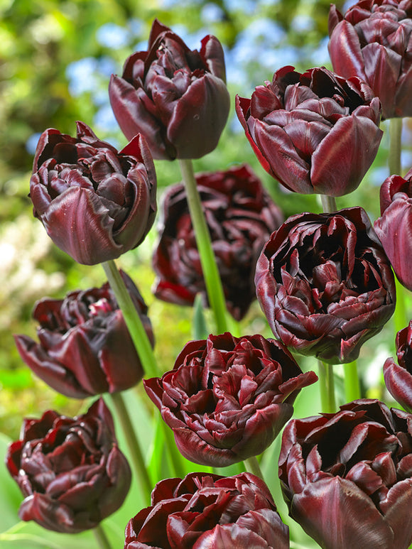 Tulip Mystery Dream