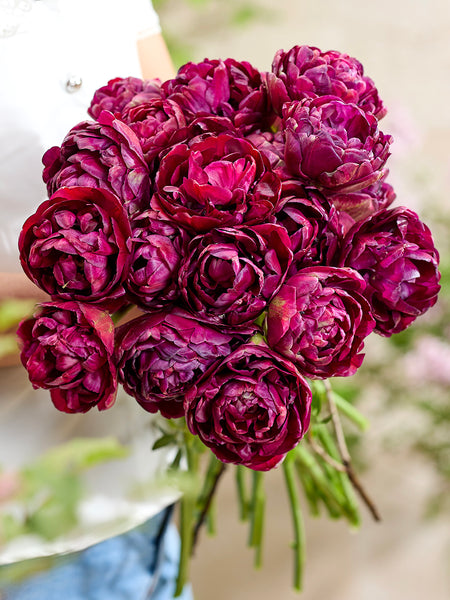 Tulip_Mystery_Dream-6_grande.