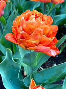Tulip Olivia