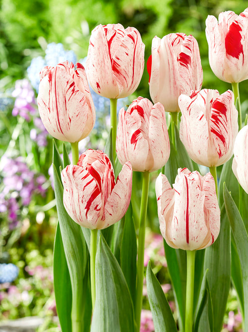 Tulip One Direction